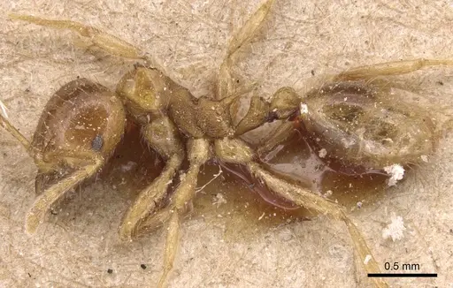 Lophomyrmex birmanus - CASENT0904646