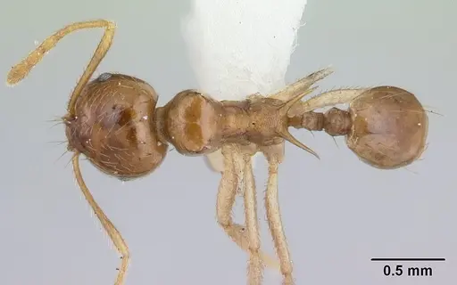 Lophomyrmex longicornis specimen