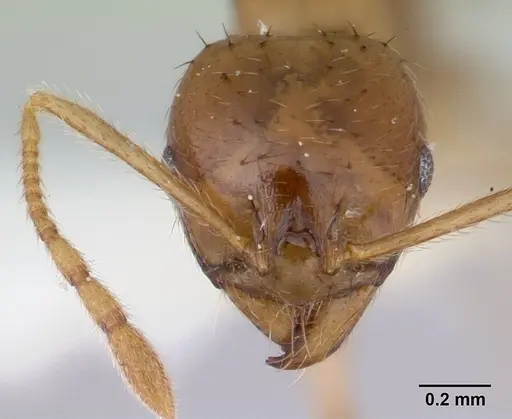 Lophomyrmex longicornis specimen