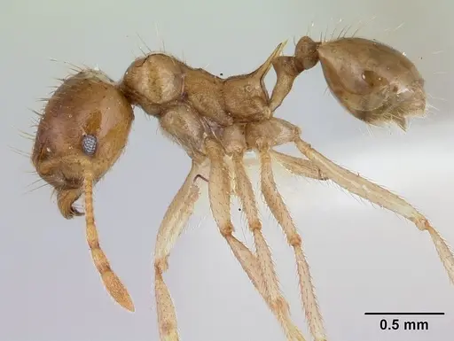 Lophomyrmex longicornis specimen