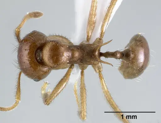 Lophomyrmex longicornis - CASENT0179019