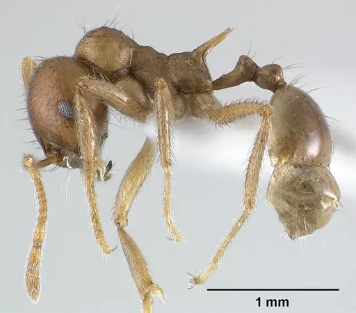Lophomyrmex longicornis - CASENT0179019