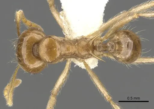 Lophomyrmex longicornis - CASENT0901267