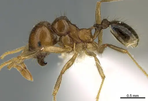 Lophomyrmex longicornis - CASENT0923612