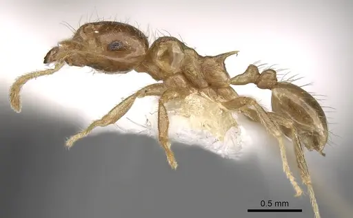 Lophomyrmex lucidus specimen