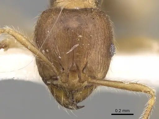 Lophomyrmex opaciceps specimen