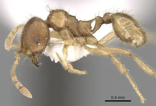Lophomyrmex opaciceps specimen