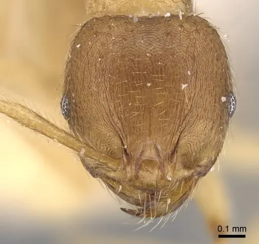 Lophomyrmex opaciceps - CASENT0917014