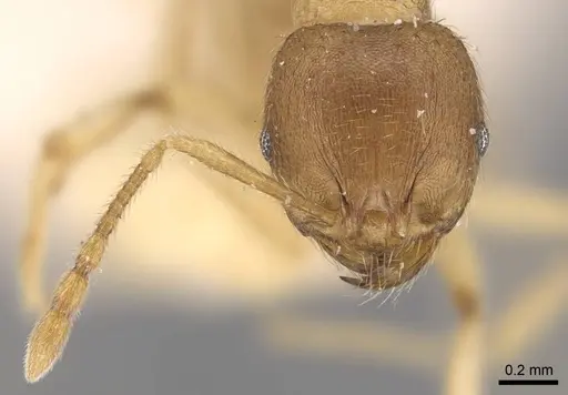 Lophomyrmex opaciceps - CASENT0917014