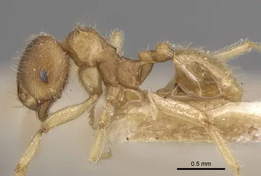 Lophomyrmex opaciceps - CASENT0917014