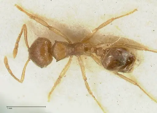 Lophomyrmex opaciceps - FOCOL1897