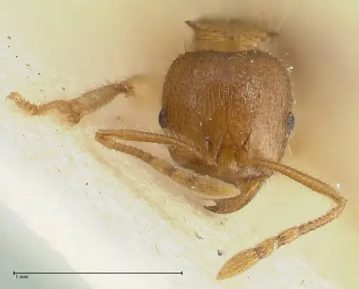 Lophomyrmex opaciceps - FOCOL1897