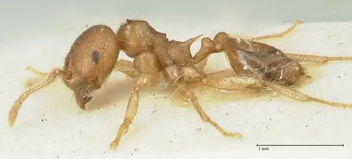 Lophomyrmex opaciceps - FOCOL1897