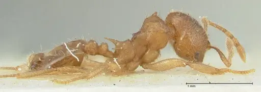 Lophomyrmex opaciceps - FOCOL1897