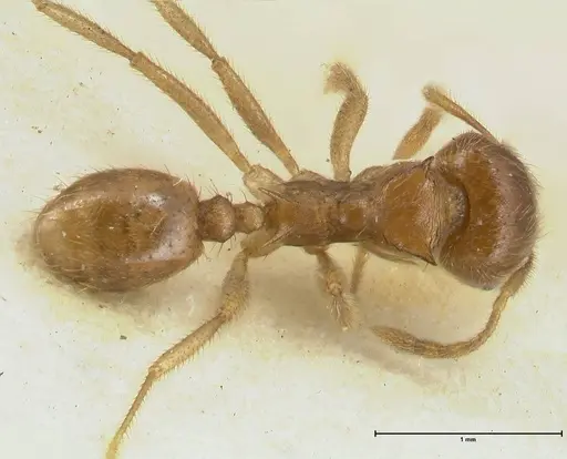 Lophomyrmex opaciceps - FOCOL1898