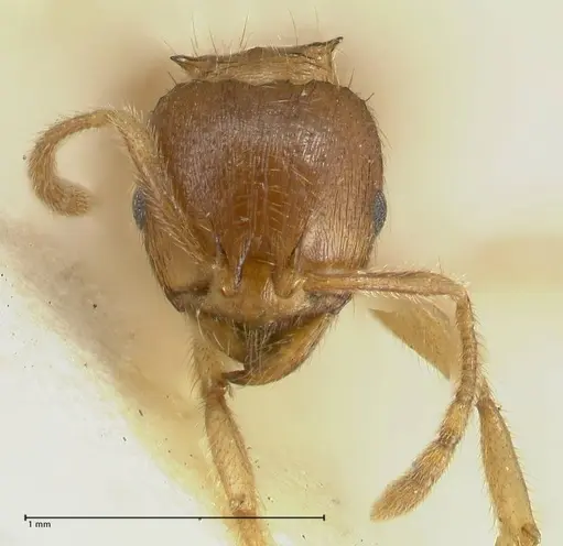 Lophomyrmex opaciceps - FOCOL1898