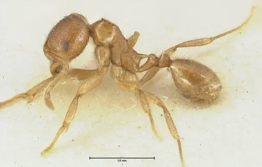 Lophomyrmex opaciceps - FOCOL1898