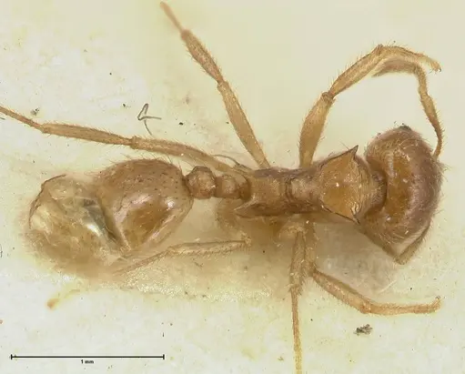 Lophomyrmex opaciceps - FOCOL1899