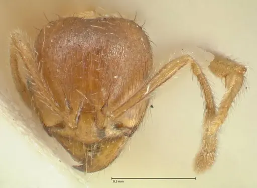 Lophomyrmex opaciceps - FOCOL1899