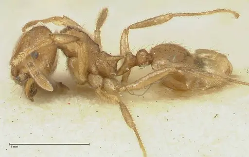 Lophomyrmex opaciceps - FOCOL1899