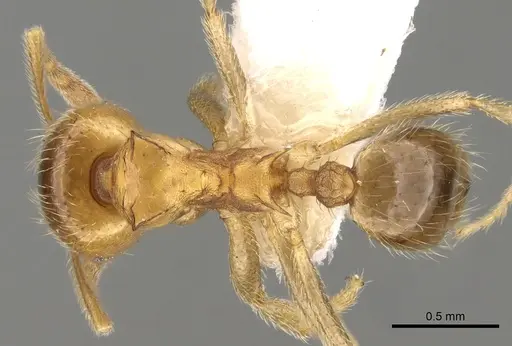 Lophomyrmex quadrispinosus specimen