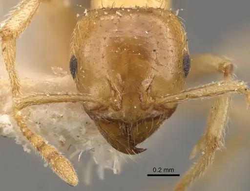 Lophomyrmex quadrispinosus - CASENT0908880