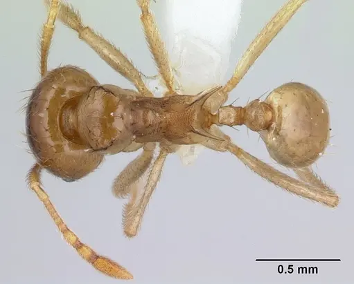 Lophomyrmex striatulus specimen