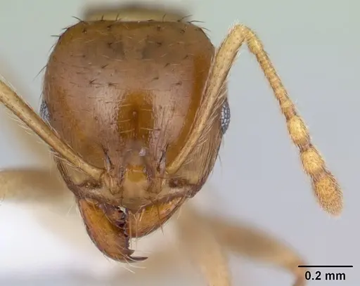 Lophomyrmex striatulus specimen