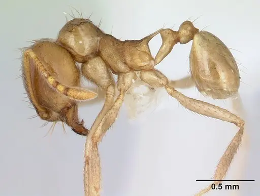Lophomyrmex striatulus specimen