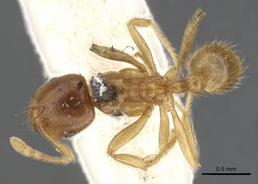 Lophomyrmex taivanae specimen