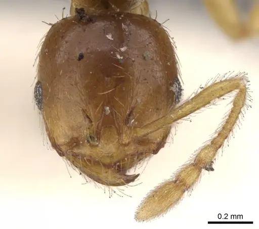 Lophomyrmex taivanae specimen