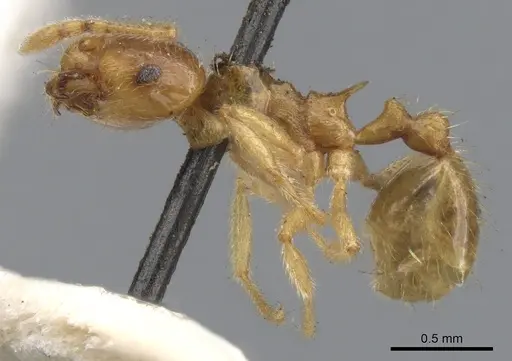 Lophomyrmex taivanae specimen