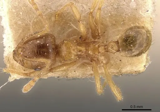 Lophomyrmex taivanae - CASENT0908881