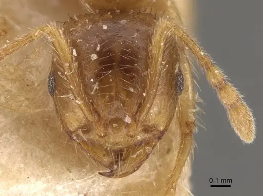 Lophomyrmex taivanae - CASENT0908881