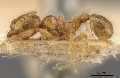 Lophomyrmex taivanae - CASENT0908881