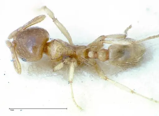 Lophomyrmex taivanae - FOCOL0298