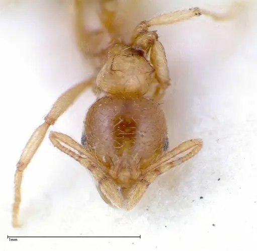 Lophomyrmex taivanae - FOCOL0298