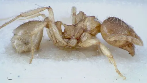 Lophomyrmex taivanae - FOCOL0298