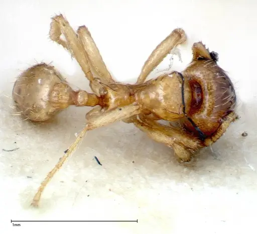 Lophomyrmex taivanae - FOCOL0299