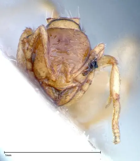 Lophomyrmex taivanae - FOCOL0299