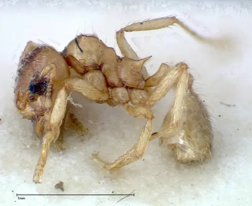 Lophomyrmex taivanae - FOCOL0299