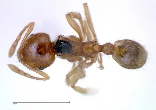 Lophomyrmex taivanae - FOCOL0300