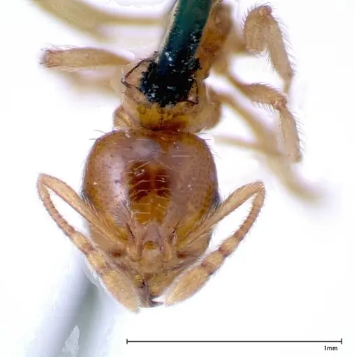 Lophomyrmex taivanae - FOCOL0300