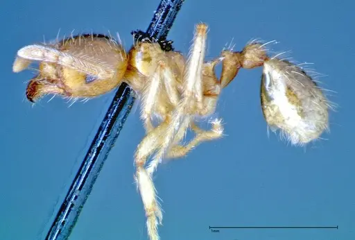 Lophomyrmex taivanae - FOCOL0300