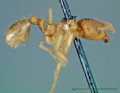 Lophomyrmex taivanae - FOCOL0300