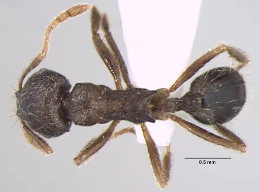 Lophomyrmex terraceensis specimen
