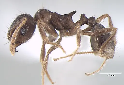 Lophomyrmex terraceensis specimen