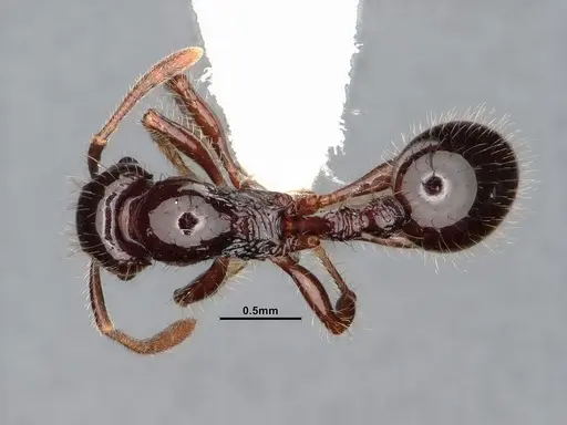 Lordomyrma acuminata specimen