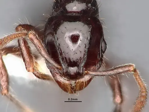 Lordomyrma acuminata specimen