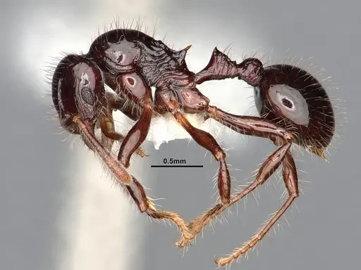 Lordomyrma acuminata specimen